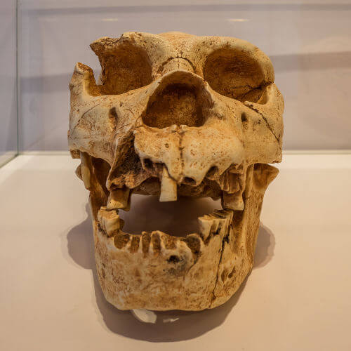 CrÃ¢nio do hominÃ­deo homo heidelbergensis, que viveu na PrÃ©-HistÃ³ria.