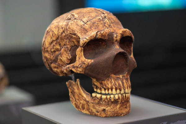 Crânio de um neandertal, hominídeo que viveu na Europa e Ásia entre 400 mil e 40 mil anos atrás.