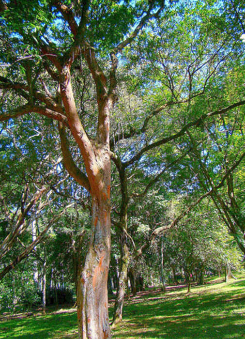 Ãrvore de pau-brasil