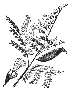 O pau-brasil (Caesalpinia echinata) foi o primeiro produto cultivado na colônia a trazer rentabilidade para a coroa portuguesa